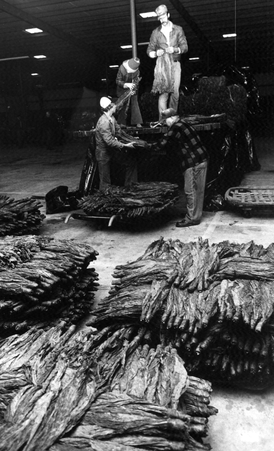 112978 tobacco.jpg